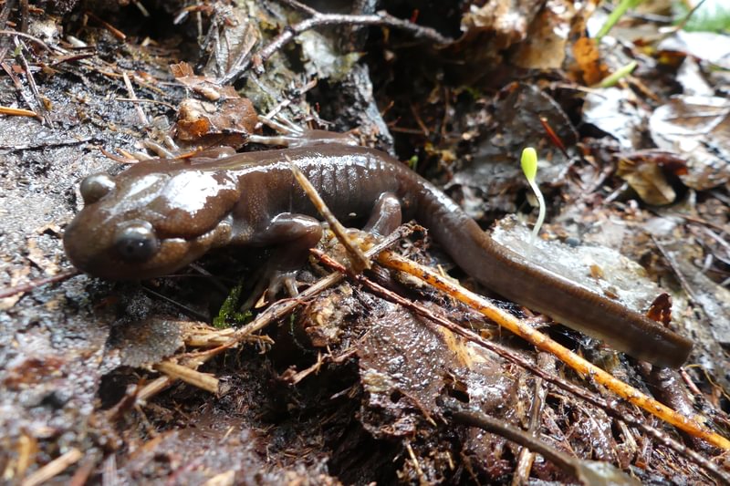 Northwestern Salamander salmonberry reservoir st. helens tree farm columbia county oregon