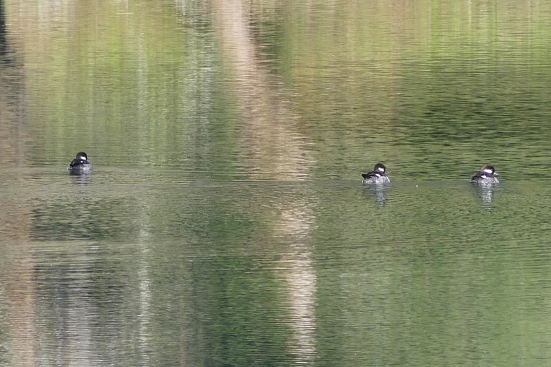 Hooded Mergansers salmonberry reservoir st. helens tree farm columbia county oregon