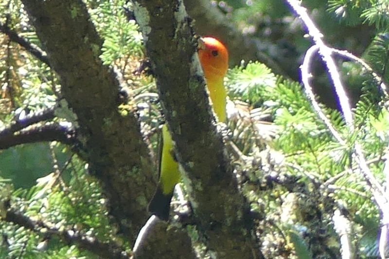 Western Tanager salmonberry reservoir st. helens tree farm columbia county oregon