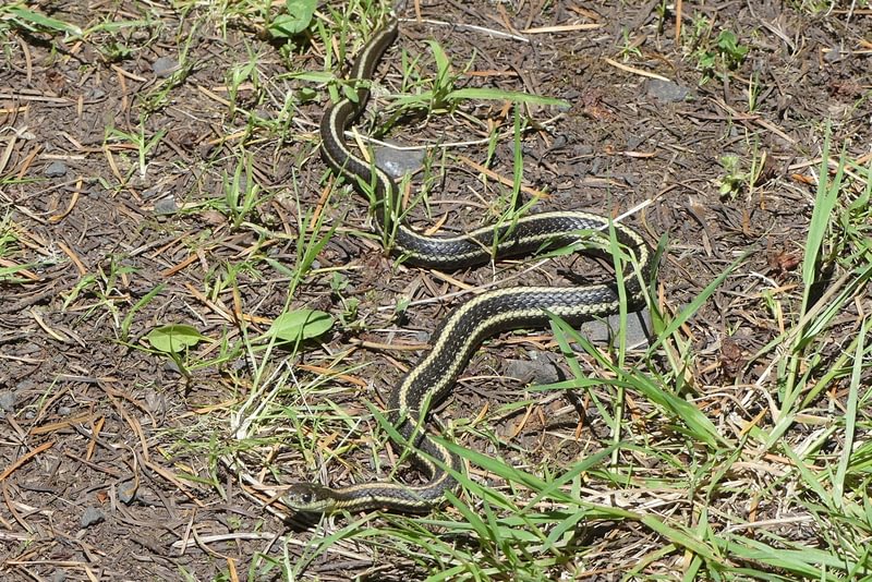 Northwestern Garter Snake salmonberry reservoir st. helens tree farm columbia county oregon