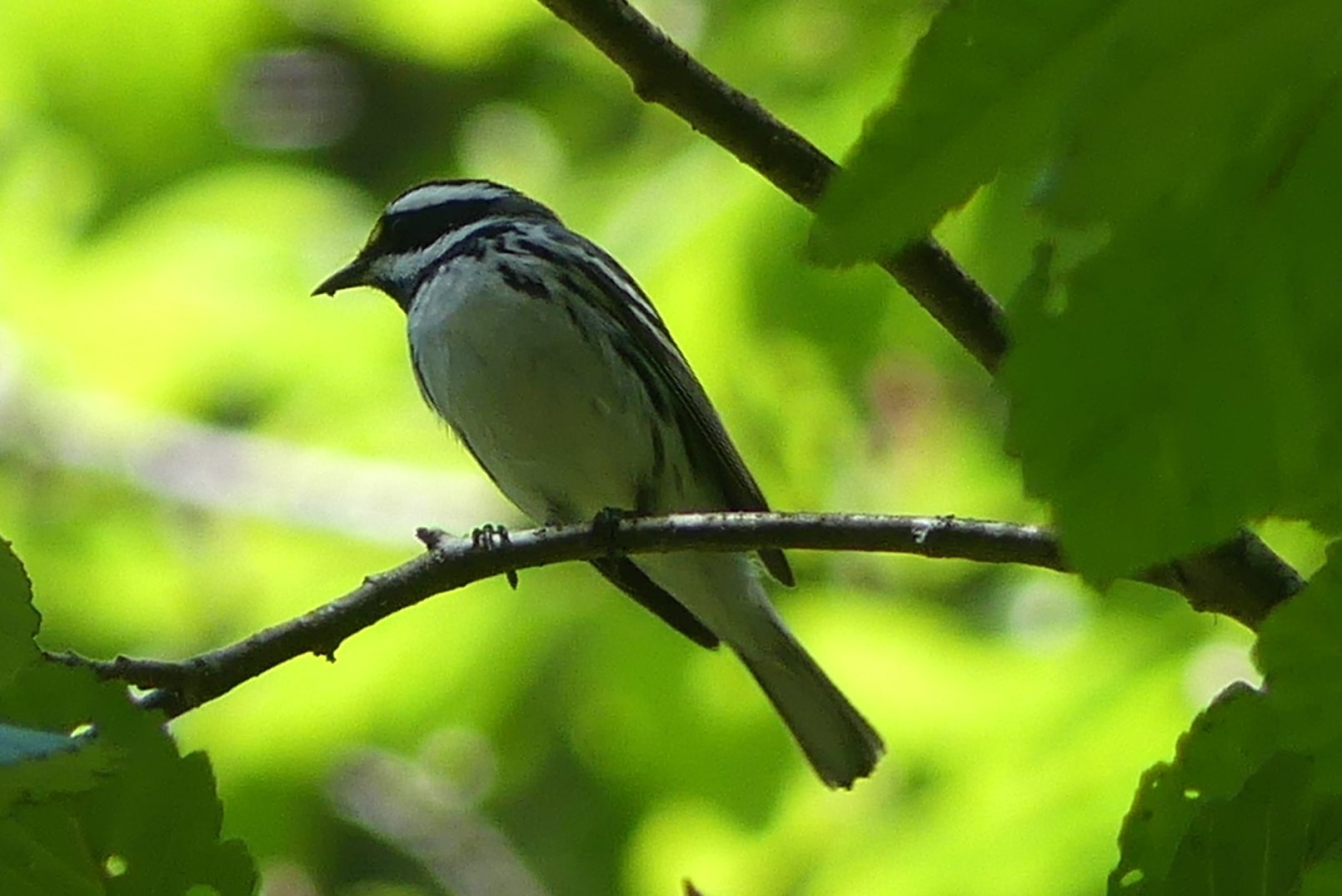 Black-throated Gray Warbler salmonberry reservoir st. helens tree farm columbia county oregon