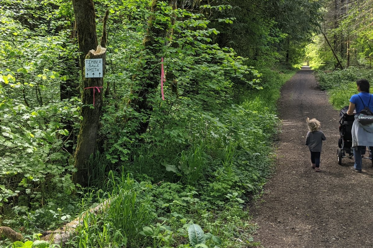 Timber Sale Smith Salmonberry Reservoir St. Helens Tree Farm