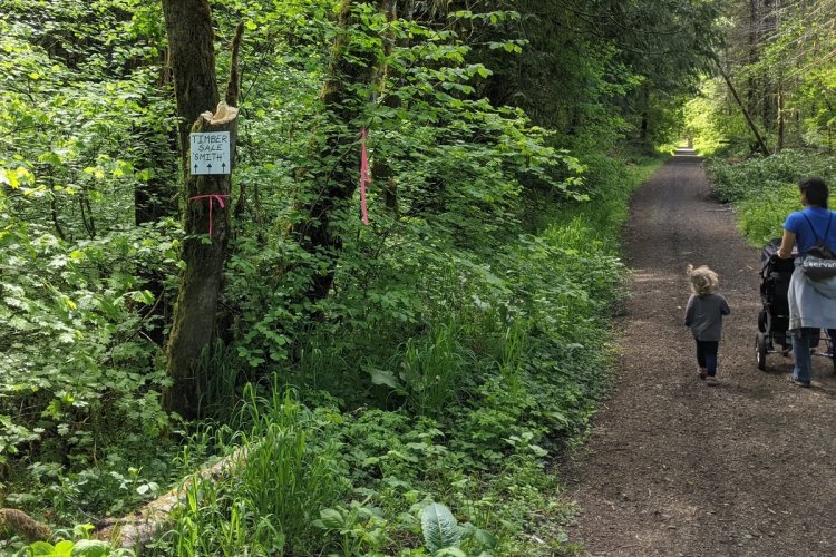 Timber Sale Smith Salmonberry Reservoir St. Helens Tree Farm