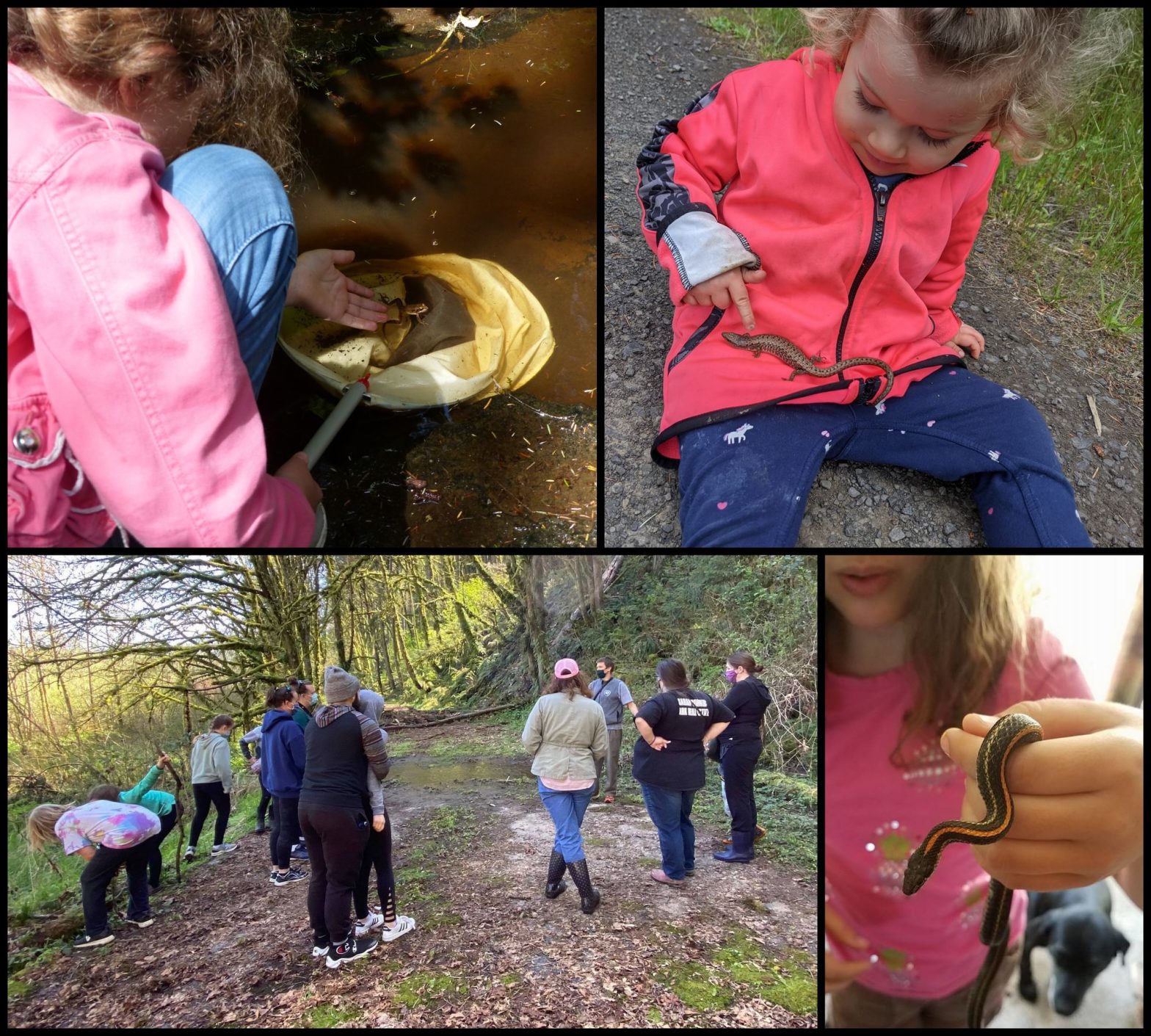 kids herping in columbia county oregon reptiles and amphibians