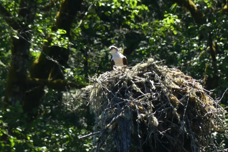scout lake osprey clatskanie oregon columbia county