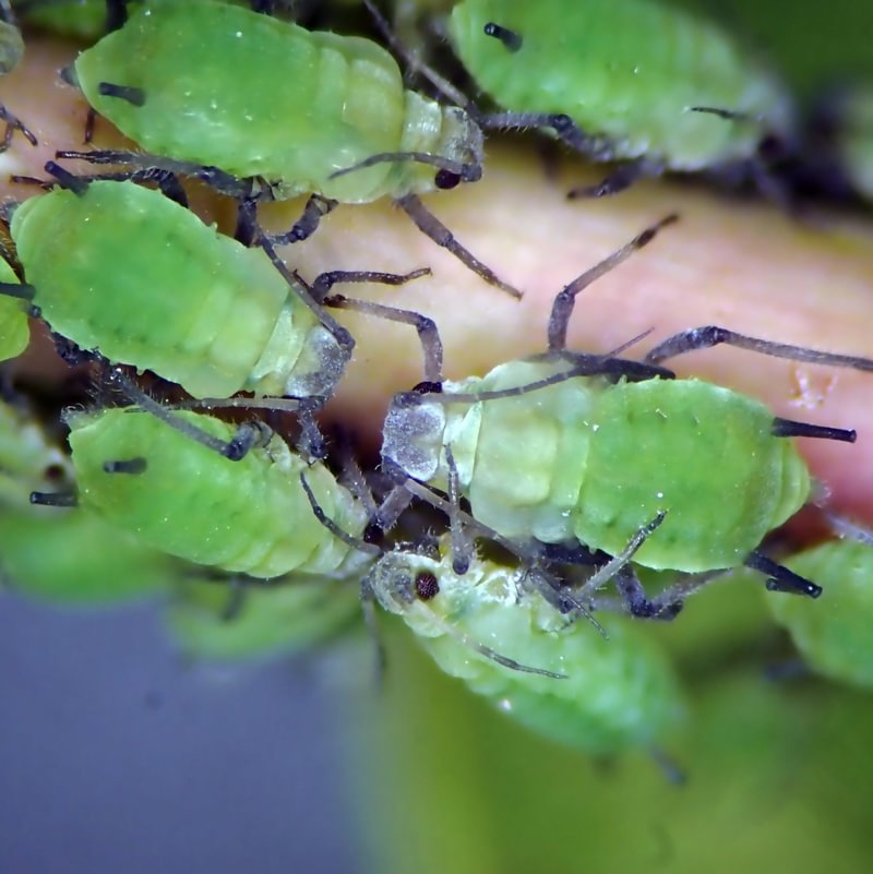 Green Apple Aphid Aphis pomi apples pears hawthorn columbia county northwest oregon