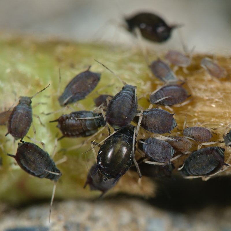 Ivy Aphid Aphis hederae english ivy spikenard schefflera columbia county northwest oregon
