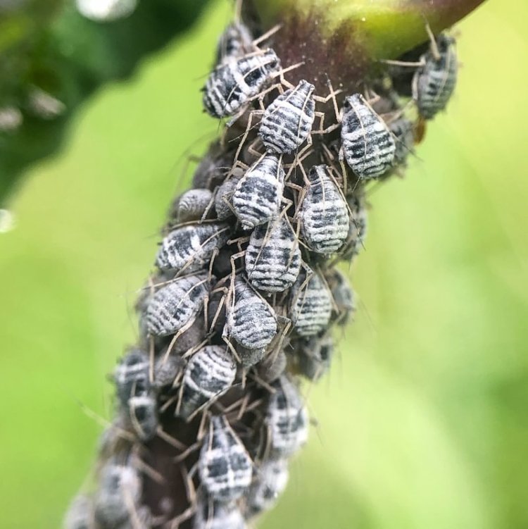 Snowberry Aphid Aphthargelia symphoricarpi columbia county northwest oregon
