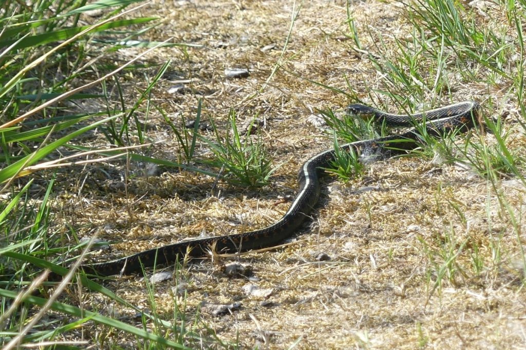 red-spotted garter snake Steelman Lake Sauvie Island westside unit columbia county oregon