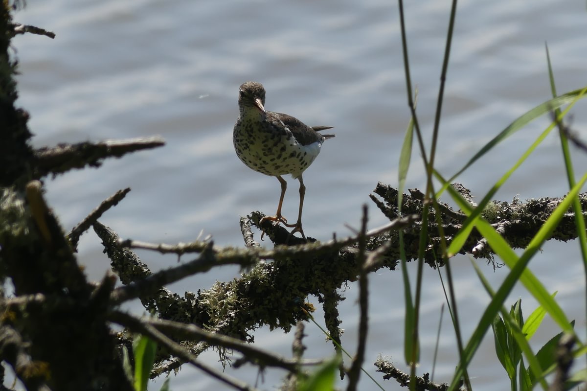 Spotted Sandpiper westside unit Sauvie Island columbia county oregon