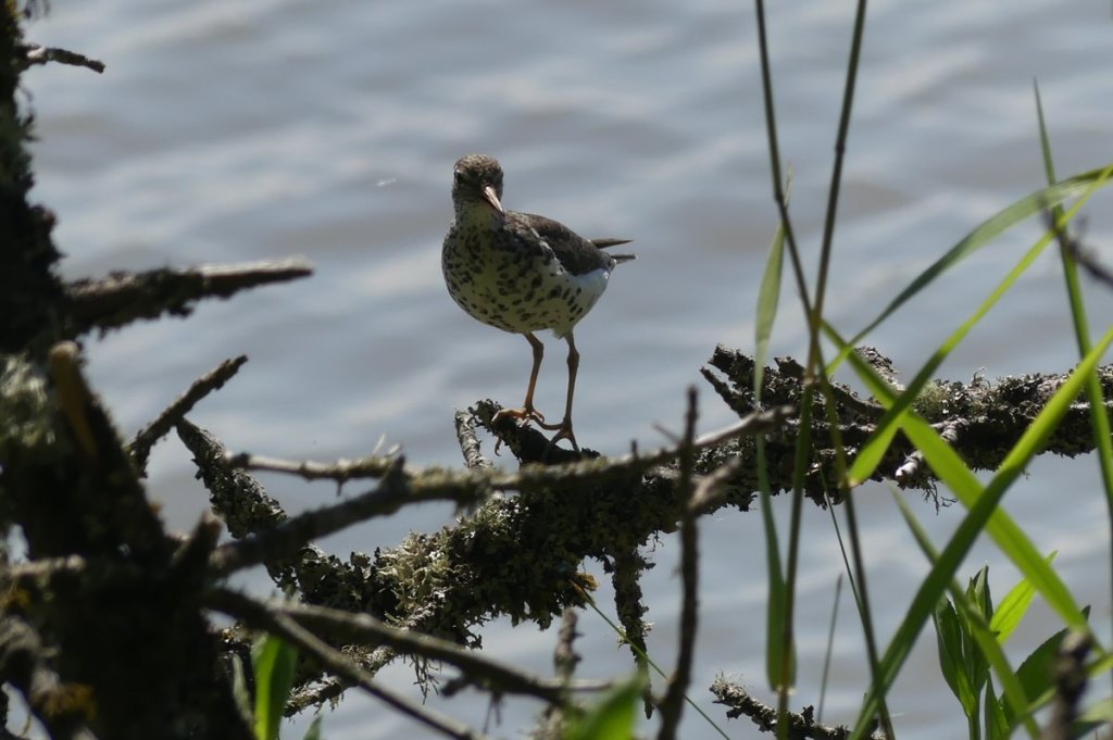 Spotted Sandpiper westside unit Sauvie Island columbia county oregon