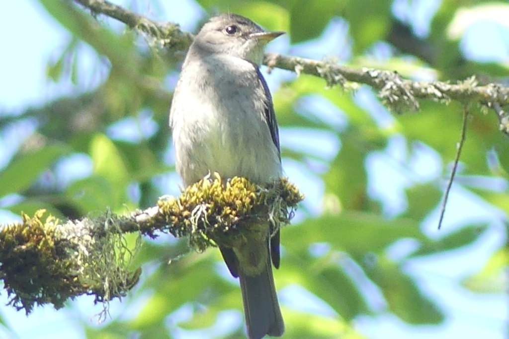 Western Wood Pewee westside unit Sauvie Island columbia county oregon