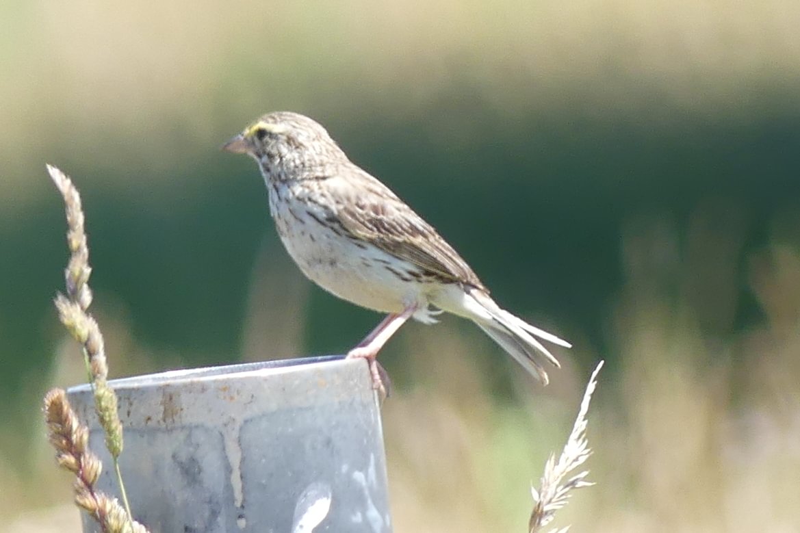 Savannah Sparrow westside unit Sauvie Island columbia county oregon