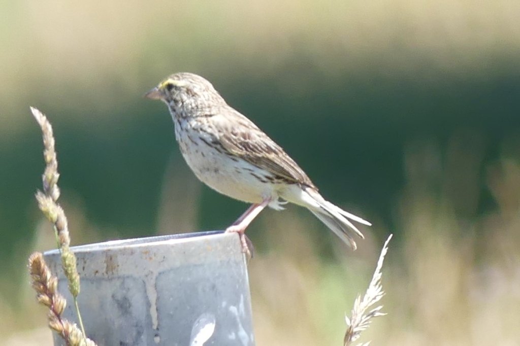 Savannah Sparrow westside unit Sauvie Island columbia county oregon