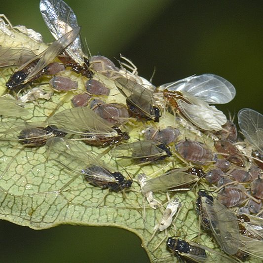 Rosebay Willowherb Aphid Aphis salicariae dogwood columbia county northwest oregon