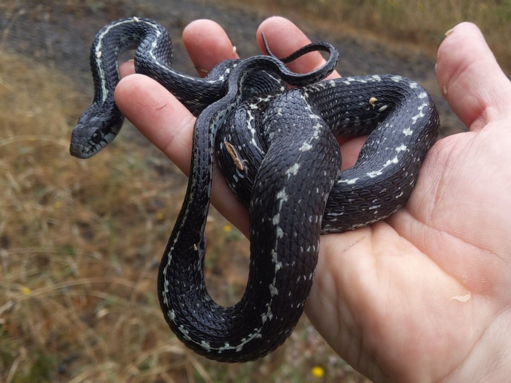 Western Terrestrial Garter Snake Thamnophis elegans columbia county oregon