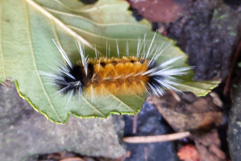 Spotted Tussock Moth Lophocampa maculata four county point trail columbia county oregon