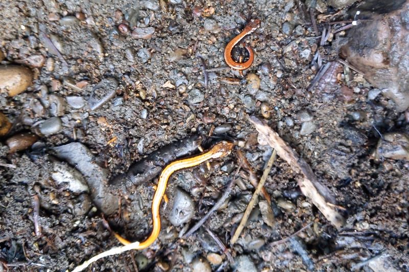 Western Red-backed Salamander Plethodon vehiculum four county point trail columbia county oregon