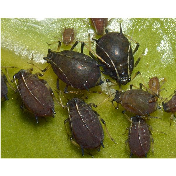 Black Citrus Aphid Toxoptera aurantii fig sumac camellia columbia county northwest oregon