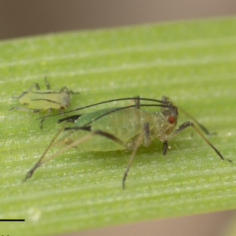 English Grain Aphid Sitobion avenae grasses columbia county oregon