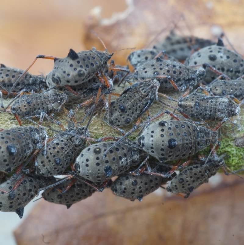 Giant Willow Aphid Tuberolachnus salignus columbia county northwest oregon