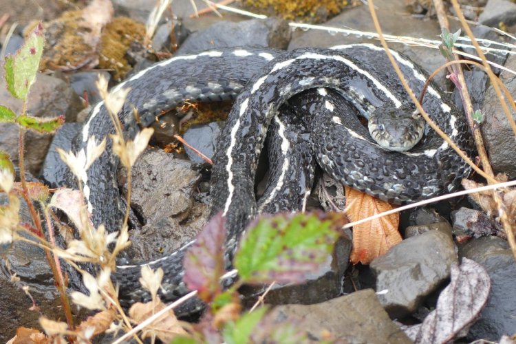 Western Terrestrial Garter Snake Thamnophis elegans Willamette morph Columbia County oregon