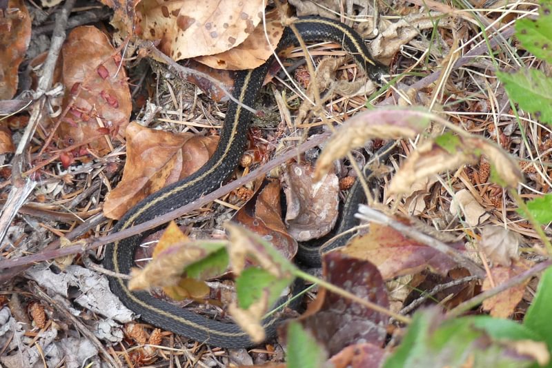 Northwestern Garter Snake Thamnophis ordinoides four county point trail columbia county oregon