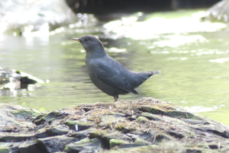 American Dipper Cinclus mexicanus four county point trail columbia county oregon
