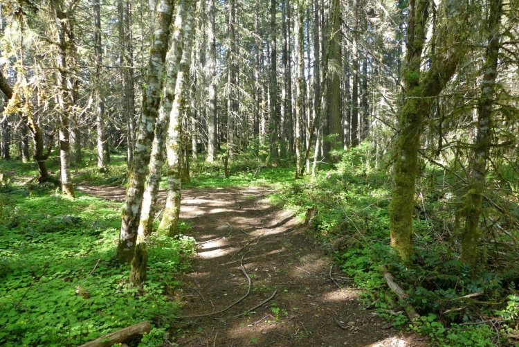 Wilark Pioneer Cemetery Columbia County Oregon