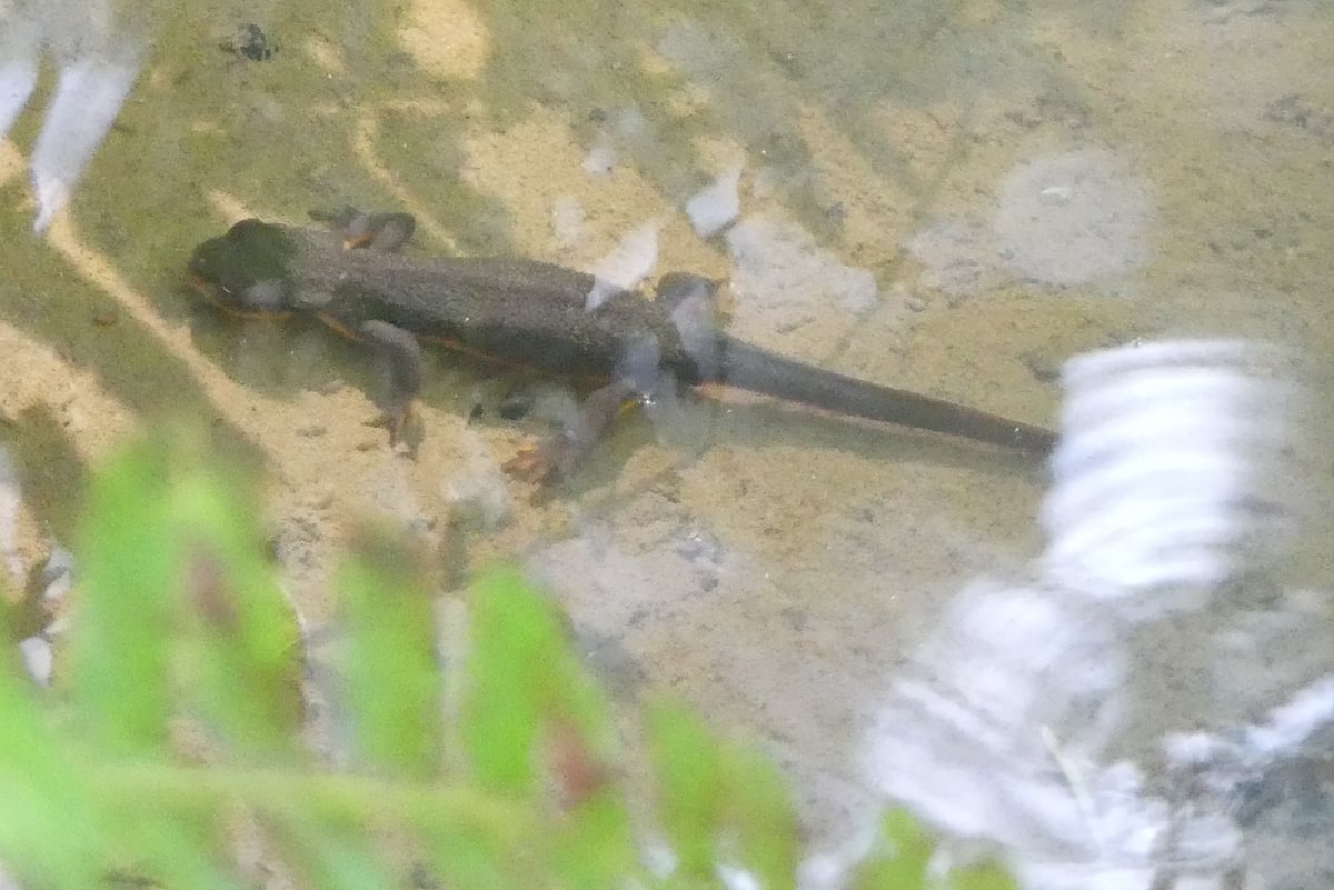 rough-skinned newt Wilark Pioneer Cemetery Columbia County Oregon