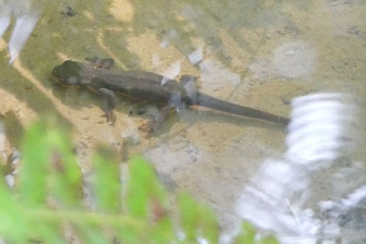 rough-skinned newt Wilark Pioneer Cemetery Columbia County Oregon