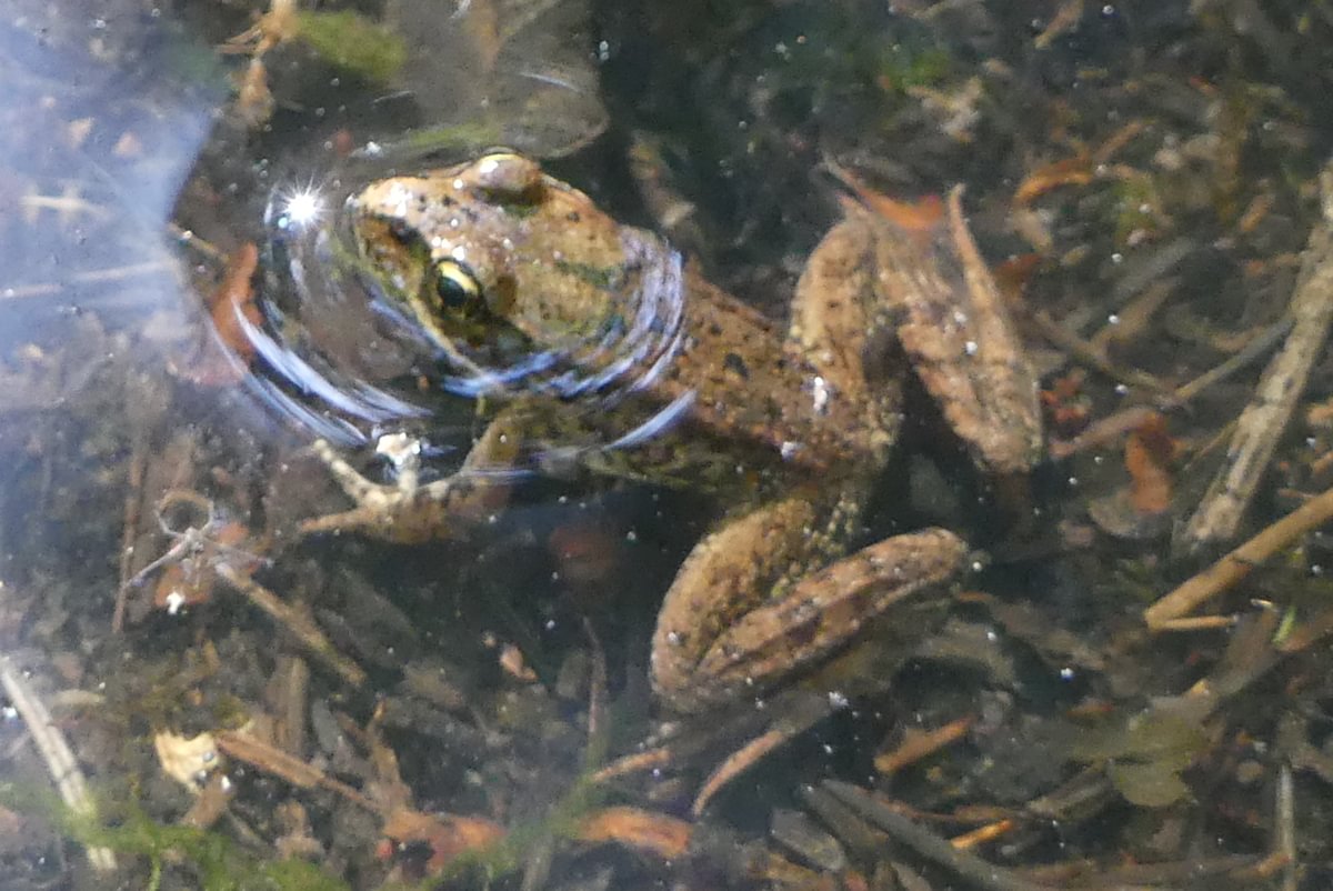 northern red-legged frog Wilark Pioneer Cemetery Columbia County Oregon