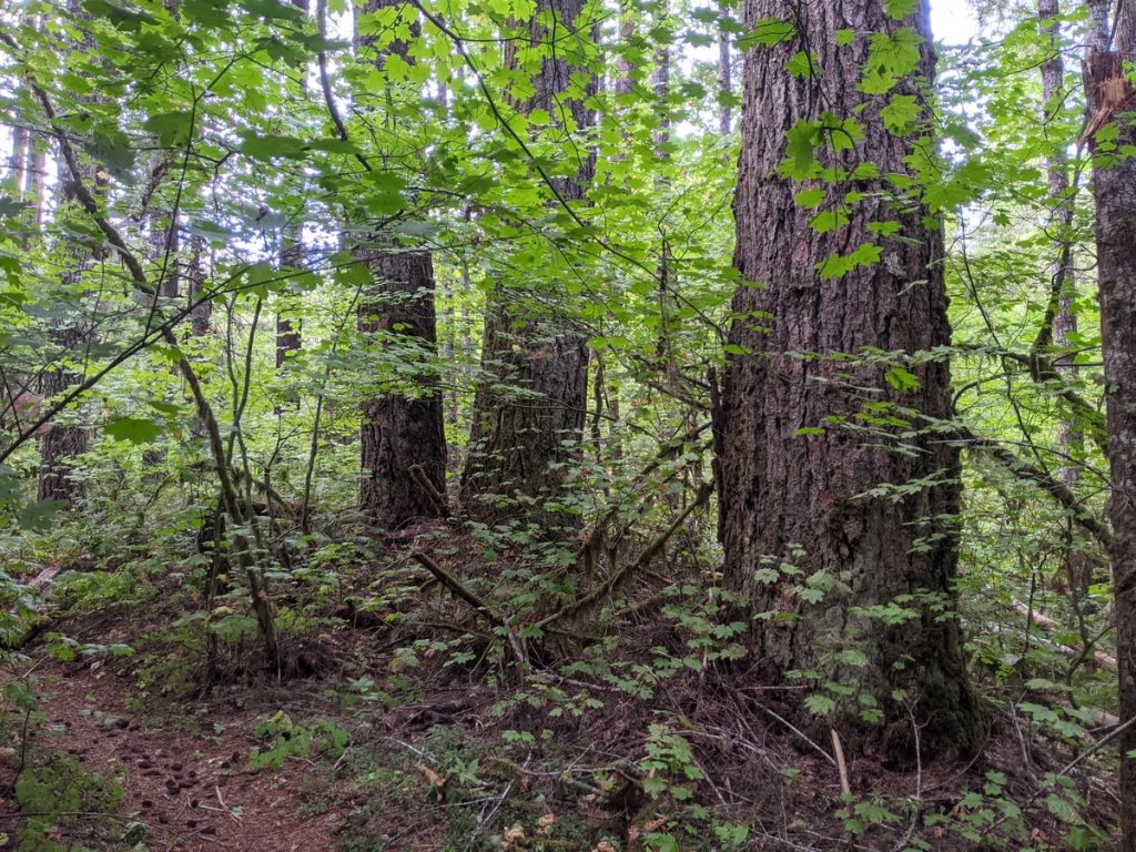 Four County Point Trail Tillamook State Forest Columbia County Oregon