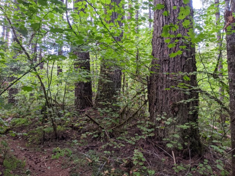 Four County Point Trail Tillamook State Forest Columbia County Oregon