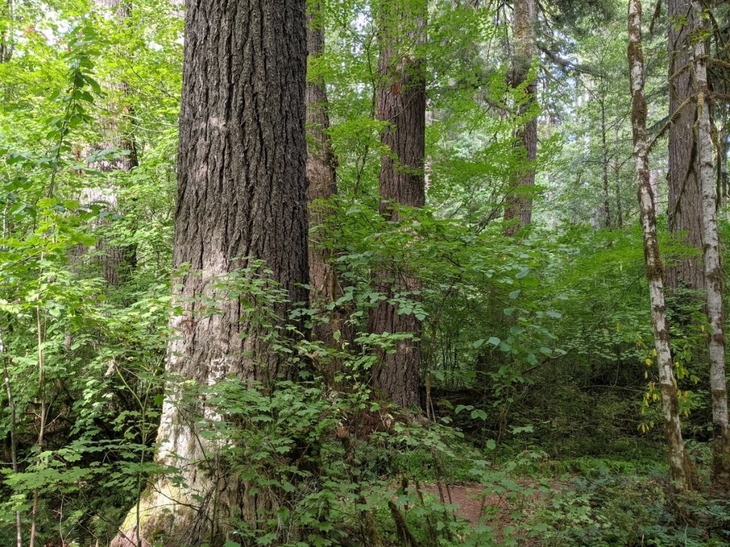 Four County Point Trail Tillamook State Forest Columbia County Oregon
