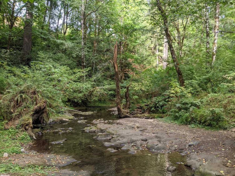 North Fork Wolf Creek Four County Point Trail Columbia County Oregon Tillamook State Forest