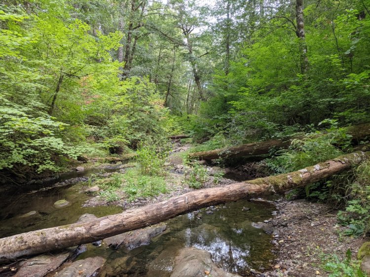 North Fork Wolf Creek Four County Point Trail Tillamook State Forest Columbia County Oregon