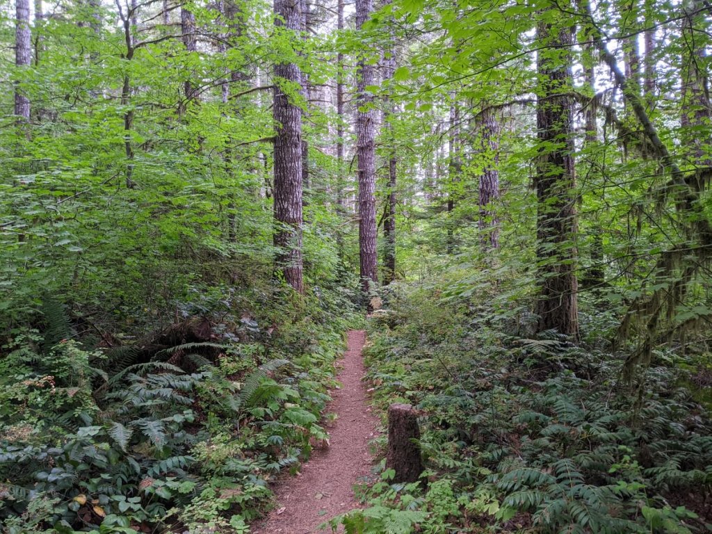 Four County Point Trail Tillamook State Forest Columbia County Oregon