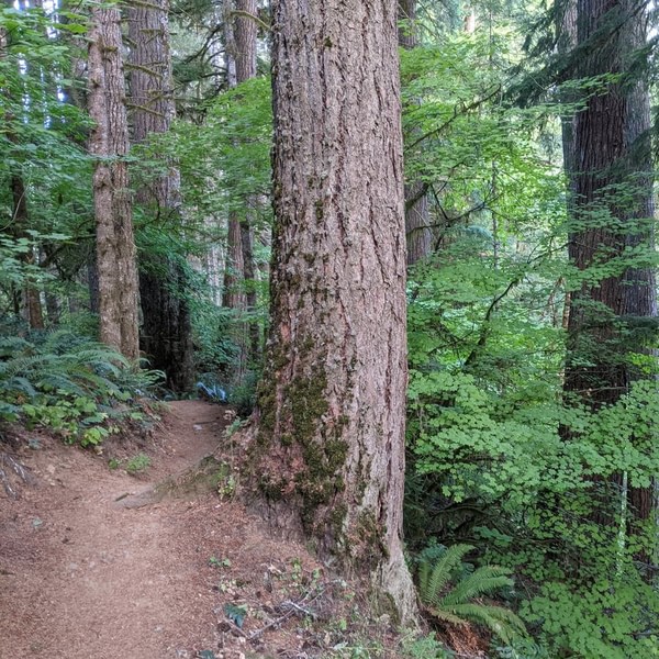 Four County Point Trail northwest oregon
