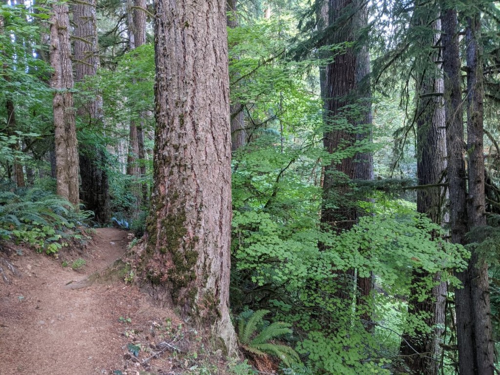 Four County Point Trail Tillamook State Forest Columbia County Oregon