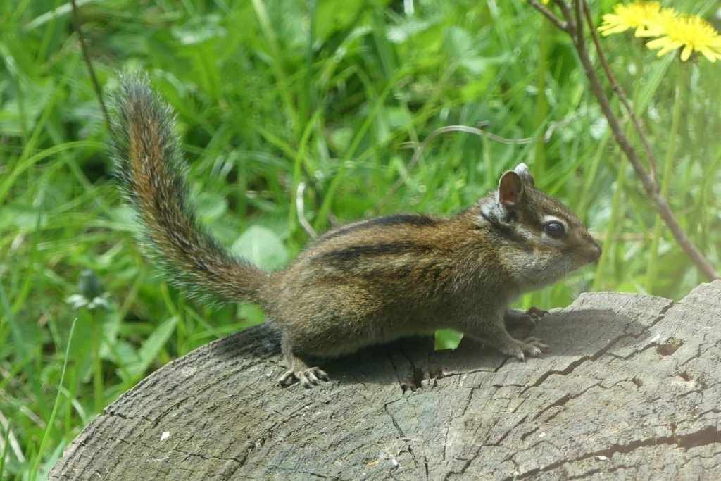 Townsend's Chipmunk Neotamias townsendii columbia county northwest oregon