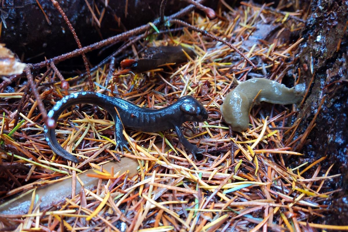 Northwestern Salamander Pacific Banana Slug cz trail oregon columbia county