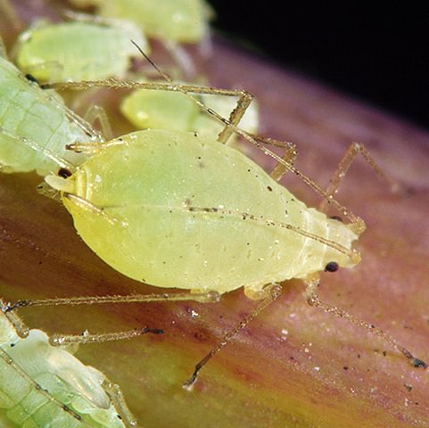 Blackcurrant-Sowthistle Aphid Hyperomyzus lactucae columbia county northwest oregon