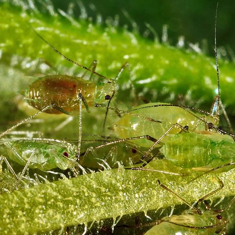 Dogberry Aphid Nasonovia cynosbati  currants piggyback plant fringecups columbia county northwest oregon