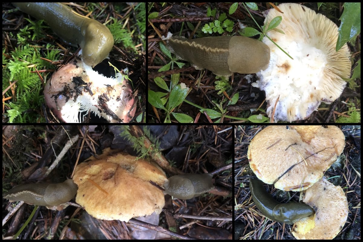 pacific banana slugs Ariolimax columbianus eating mushroom fungi wilark cz trail columbia county oregon crown zellerbach 