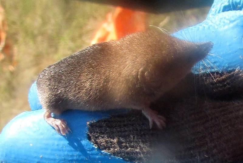 dusky vagrant baird's shrew wild columbia county oregon
