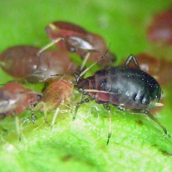 Serviceberry Aphid Nearctaphis sensoriata serviceberry mountain ash columbia county northwest oregon