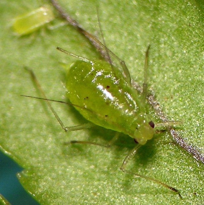 Ocean Spray-Fern Aphid Macrosiphum walkeri columbia county northwest oregon