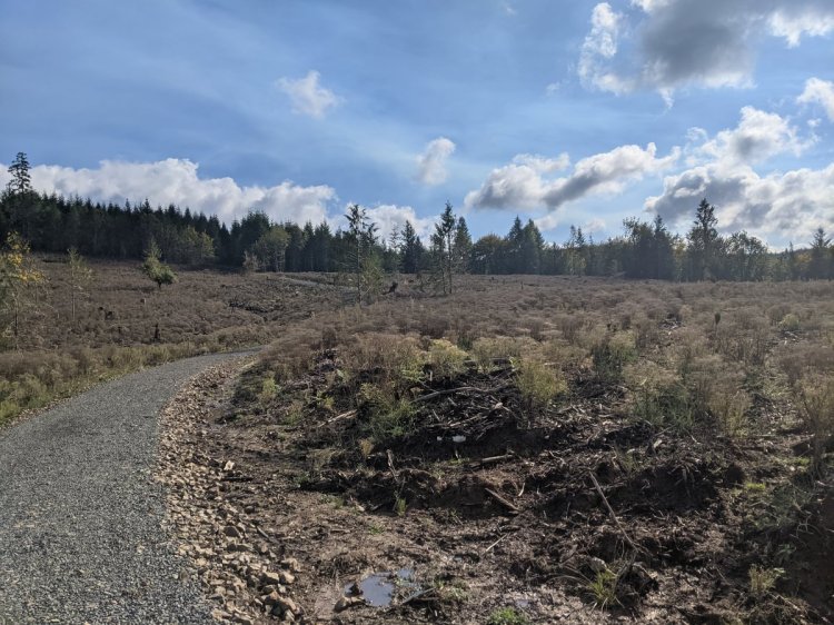 holce trailhead clearcut cz trail crown zellerbach vernonia columbia county oregon