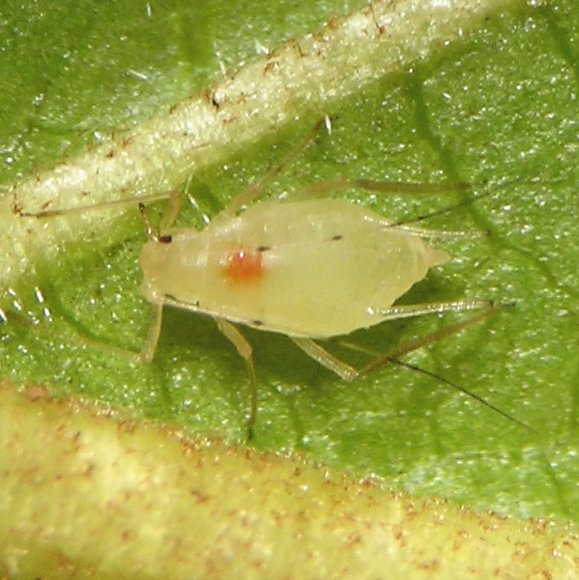 Buckthorn-Fern Aphid Macrosiphum rhamni columbia county northwest oregon